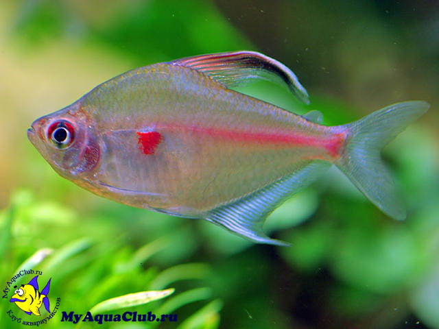 ������� �������������� (Hephessobrycon erythrostigma)