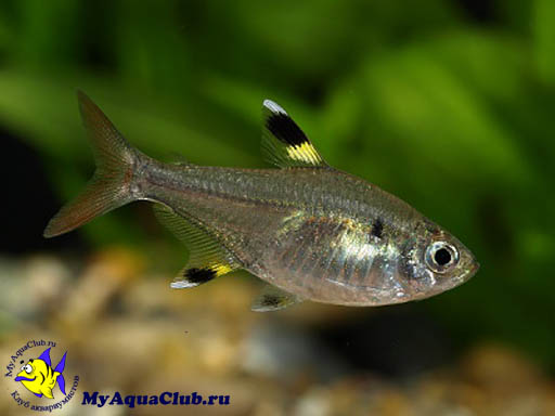 ��������� (Pristella maxilaris)