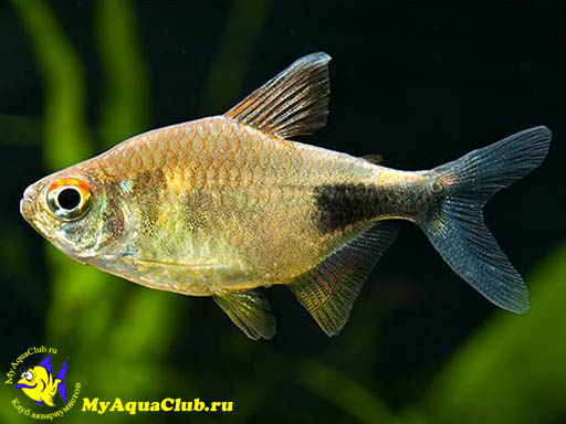 ������� (Hemigrammus pulcher)