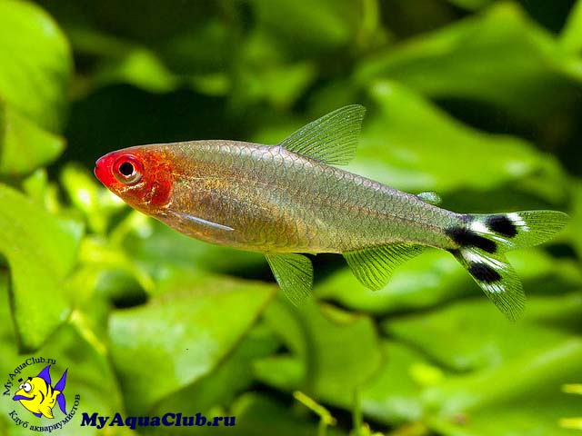 ����� ������ (Hemigrammus bleheri)