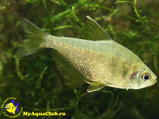 ����� ������ (Hyphessobrycon bifasciatus)