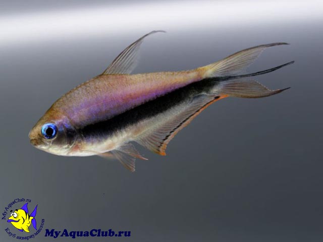 ����� ����������� (Nematobrycon palmeri)