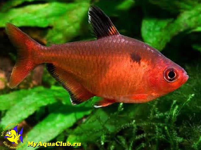 ����� ��������, ��������� ��� ����� (Hyphessobrycon callistus)