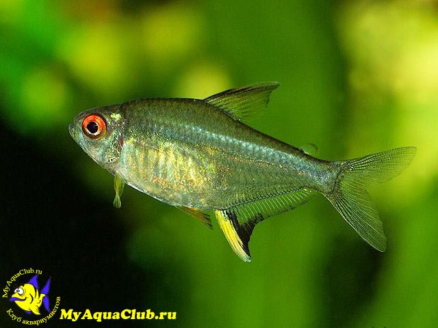 ����� �������� (Hyphessobrycon pulchripinnis)