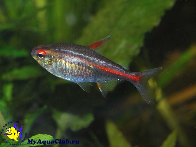 ����� ��������� ��� ����������� (Hemigrammus erythrozonus)