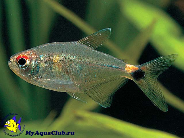 �����-������� (Hemigrammus ocellifer)