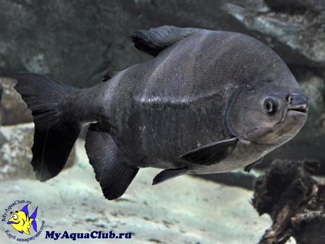 ������ ���� (Colossoma Brachypomum�)