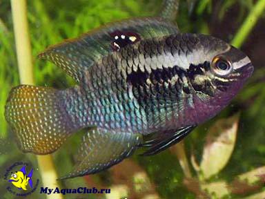 ����� ������������ ��� �������� ��������� (Laetacara dorsigera)