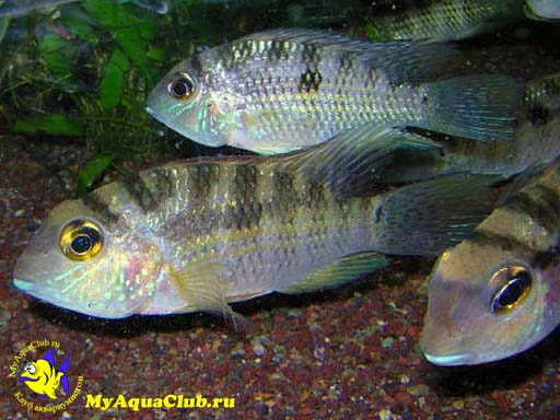 ����� ���� ��� ����� ������������ (Bujurquina mariae, Aequidens mariae)