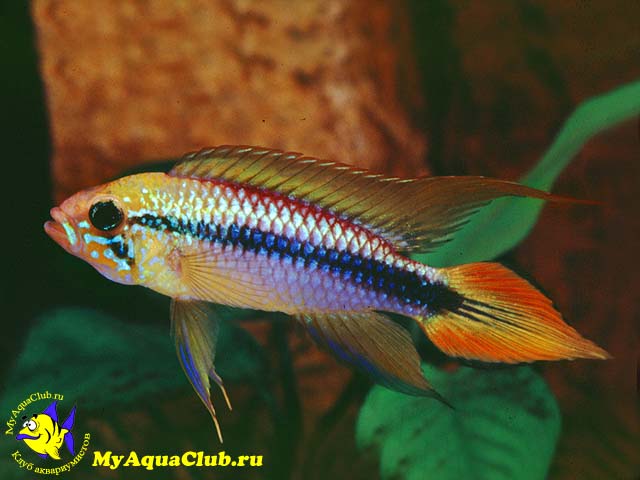 ������������ �������� ��� ������������ ��������� (Apistogramma agassizi)