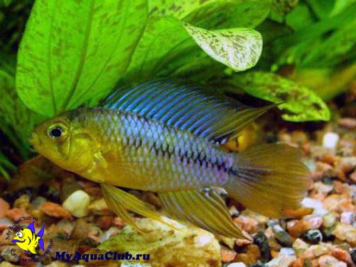 ������������ ������� ��� ������������ �������� (Apistogramma borellii)