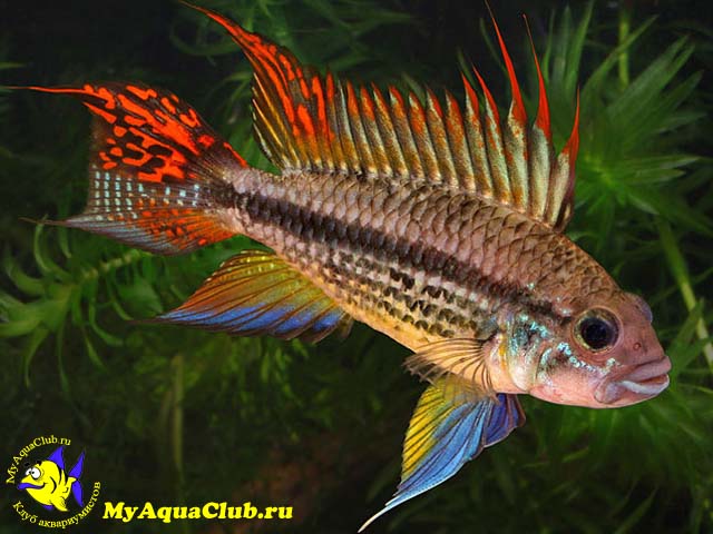 ������������ ������ (Apistogramma cacatuoides)