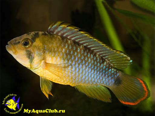 ������������-����� �������� (Apistogramma nijsseni, Panda apisto)