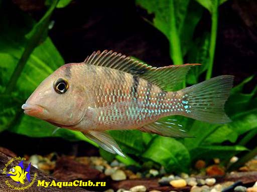 �������� ������������ (Geophagus steindachneri)