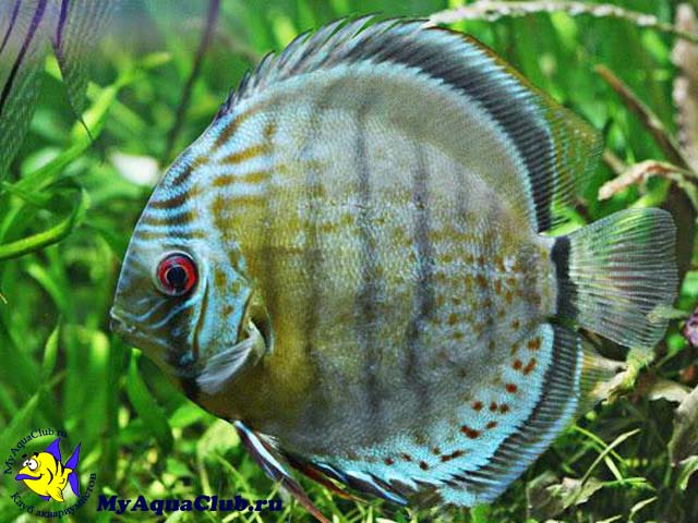 ������ ������� (Symphysodon aequifasciata aequifasciata)