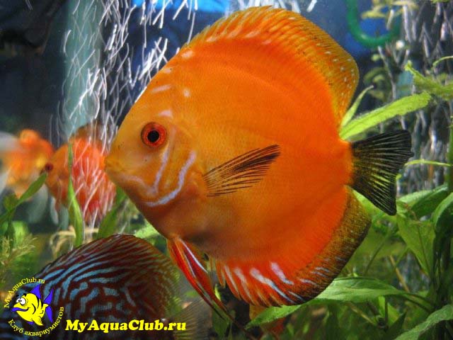 ������ �������, ������ ������������, ��������