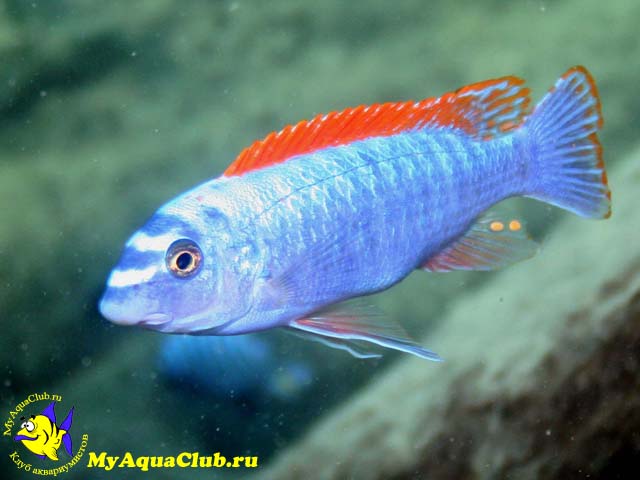 ������������ ������������ (Labeotropheus trewavasae)