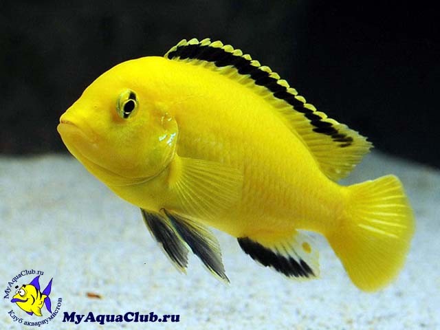 ������������ �����