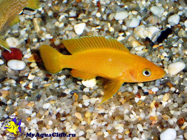 ����������� ������������ (Neolamprologus leleupi)