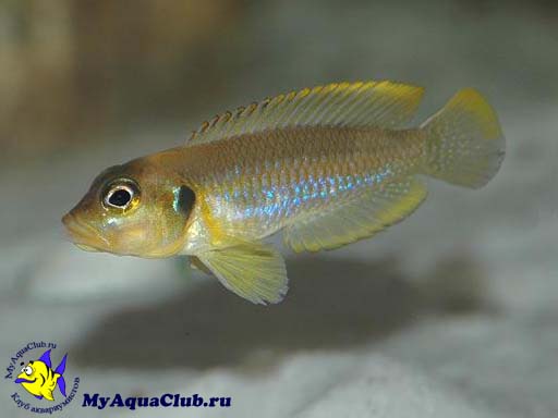 ����������� ��������� (Neolamprologus ocellatus)
