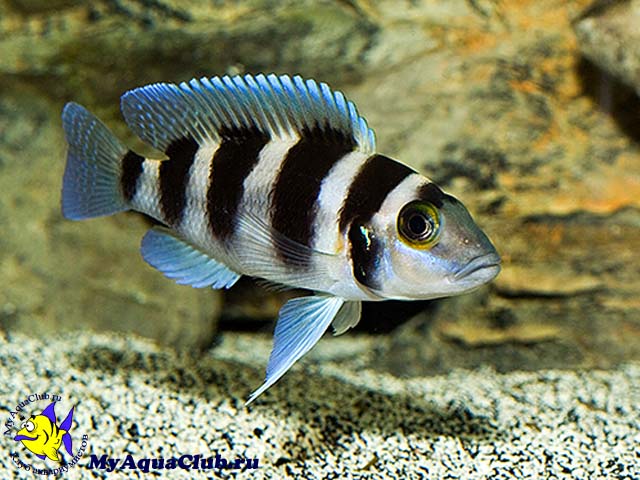����������� ������� ��� ����� ����������� (Neolamprologus tretocephalus)