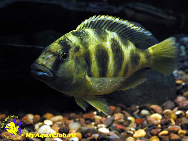 ������� ������� (Nimbochromis venustus)