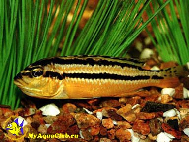 ������������ ������� ��� ������� ������� (Melanochromis auratus)