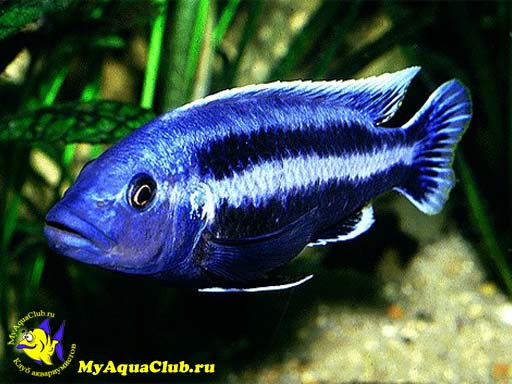 ������������ ������ (Melanochromis chipokae)