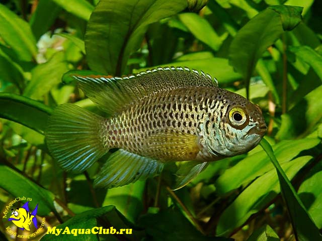 ��������� ������� ��� ��������� ������� (Nannacara anomala)