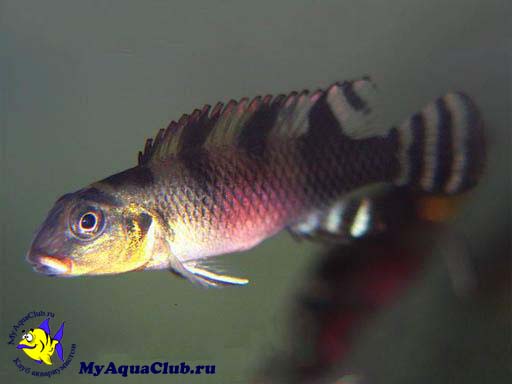 ���������� ������������� ��� ���������� ��������� (Nanochromis transvestitus)