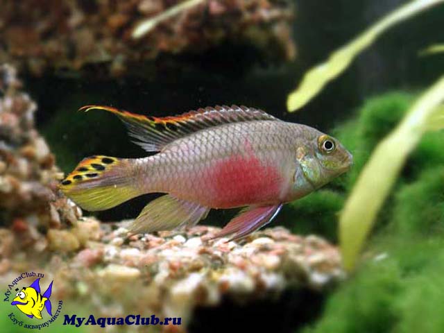������� (Pelvicachromis pulcher)